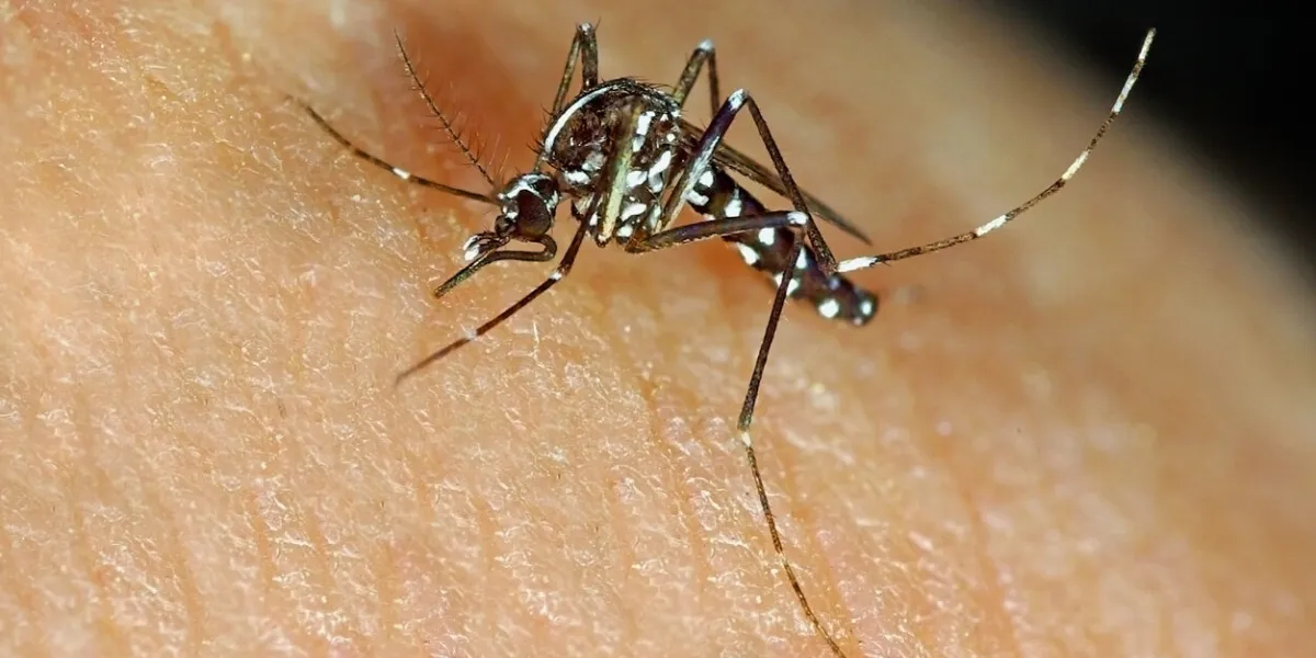 asian tiger mosquito aedes albopictus