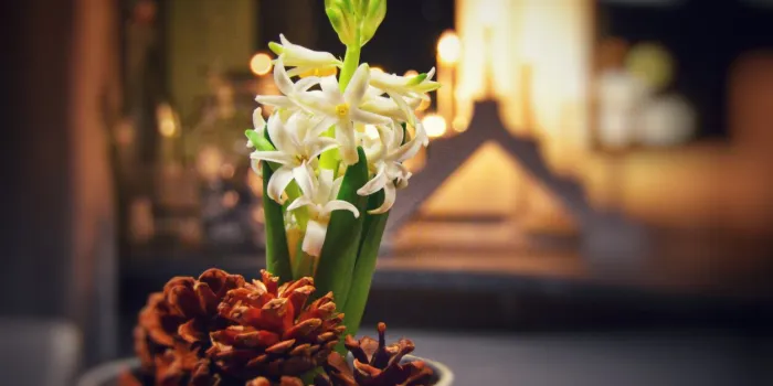 white hyacinth and cones