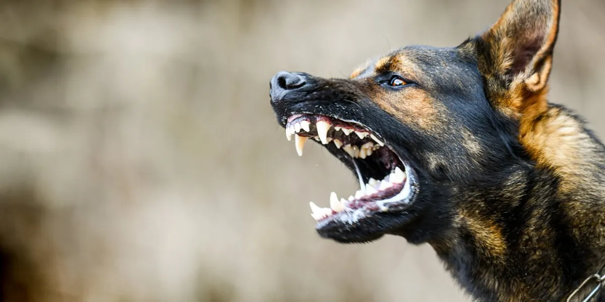 aggressive dog shows dangerous teeth german sheperd attack head detail