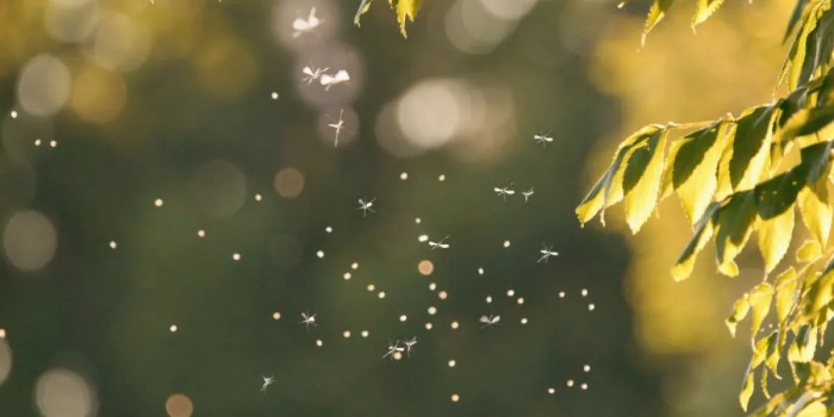 mosquitos swarm flying within dusk