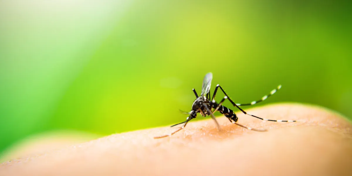 mosquito sucking blood on human skin with nature background
