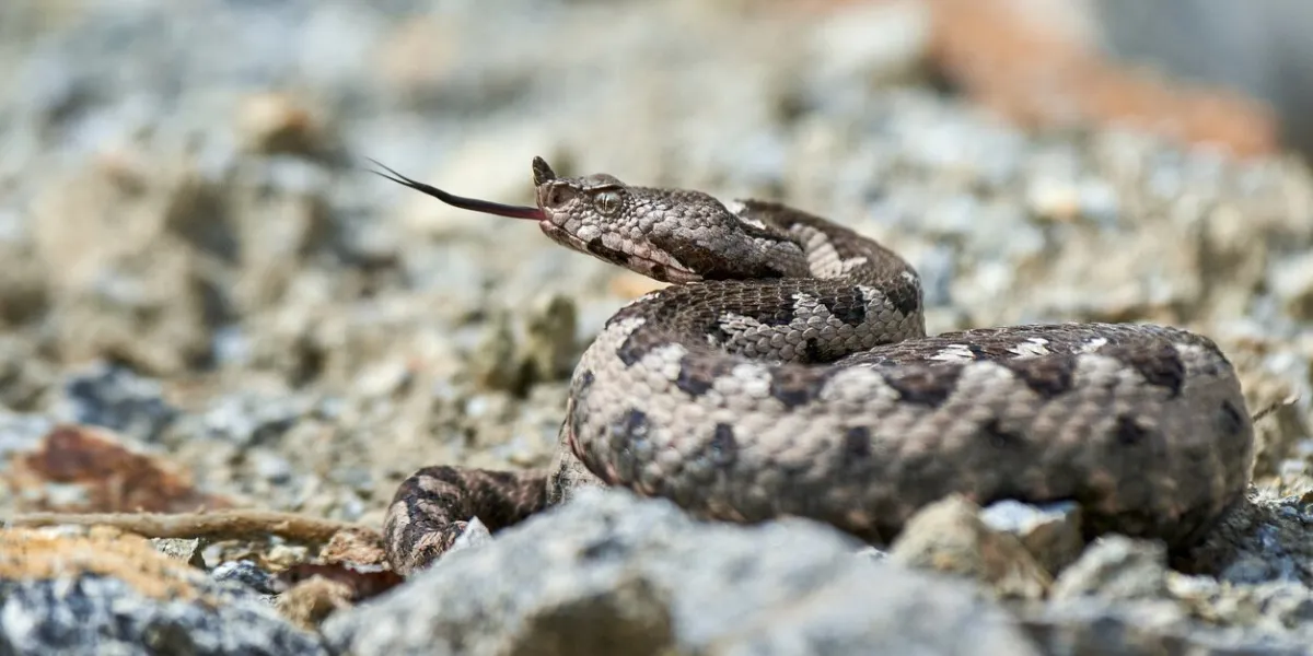 nose-horned viper male in natural habitat (vipera ammodytes)