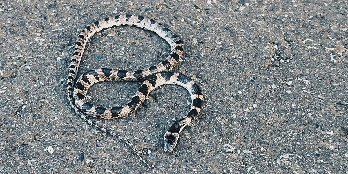 lycodon orientalis, sometimes called the japanese odd-tooth snake, is a species endemic to japan on asphalt roads with an asphalt background