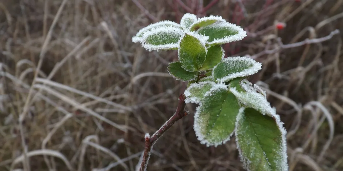 late autumn pictures of frosty leaves in the morning