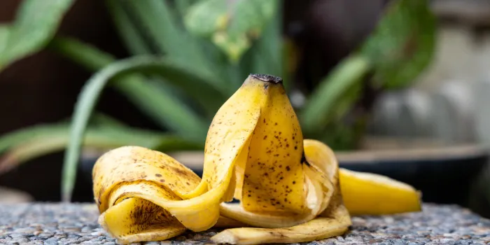 banana peel against lush healthy plants in gardening background good source of organic fertilizer high in potassium
