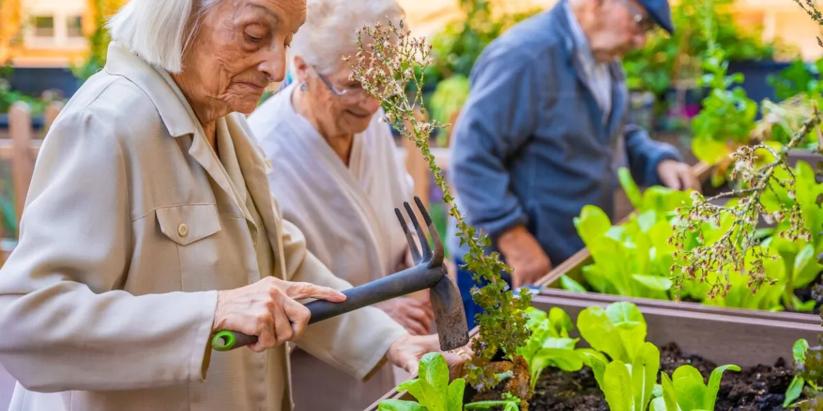 three seniors working on a vegetable urban garden in a geriatric