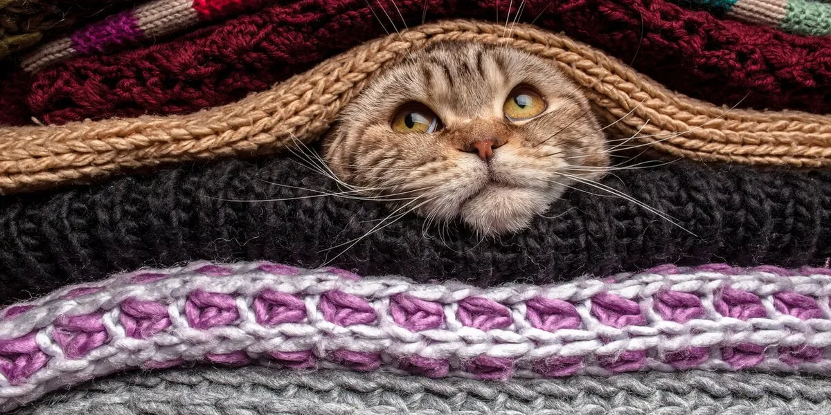funny cat is preparing for cold autumn and winter, wrapped up and hide in a pile of woolen clothes at home