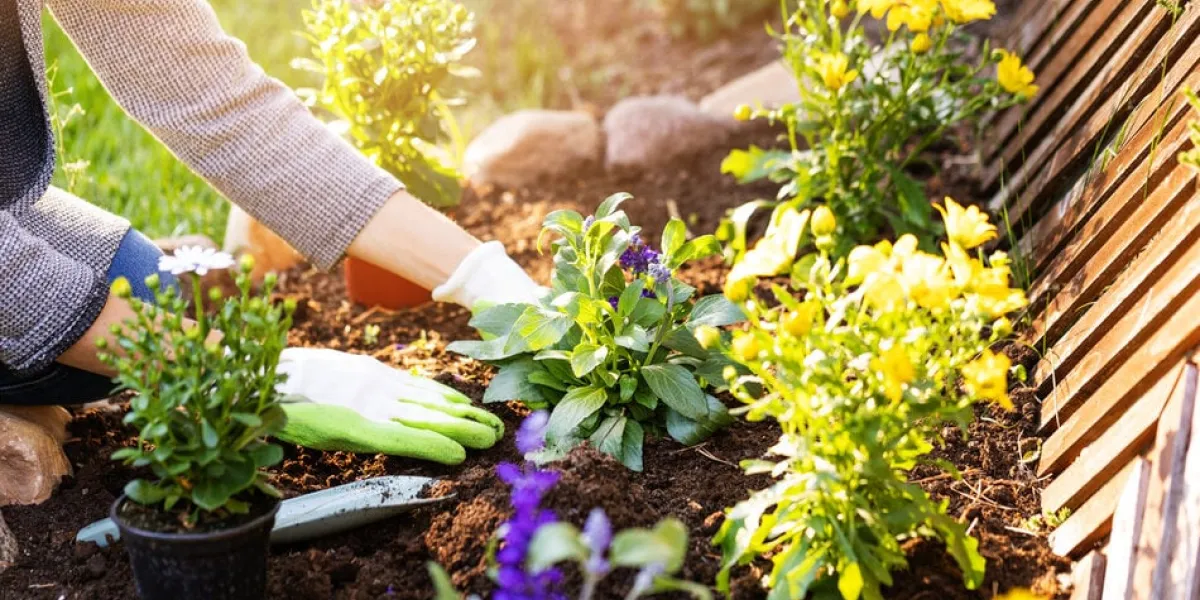 woman planting flowers in backyard garden flowerbed