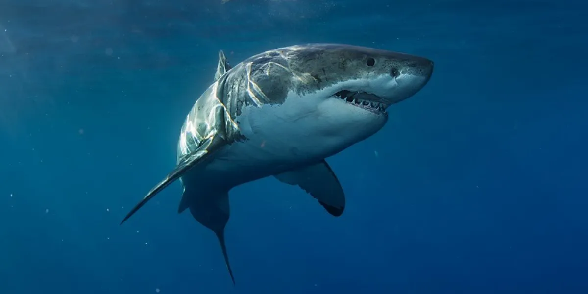 great white shark in blue ocean underwater photography predato
