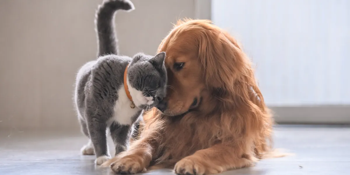 british short hair cat and golden retriever