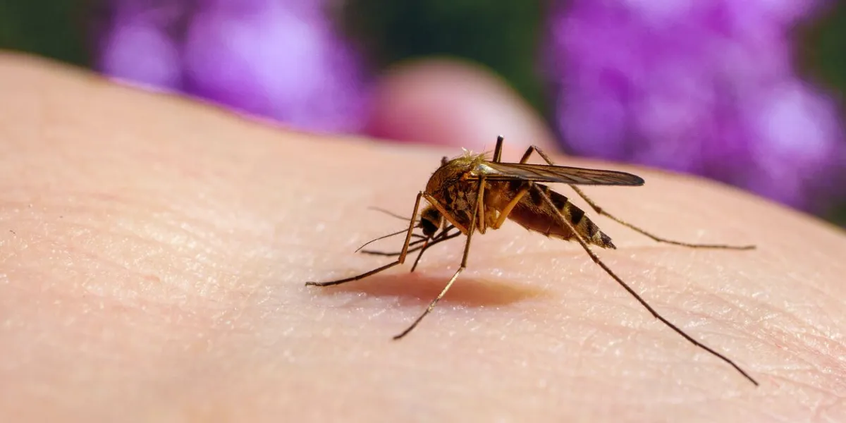 culex pipiens feeding on a human host macro of common house mosquito sucking blood