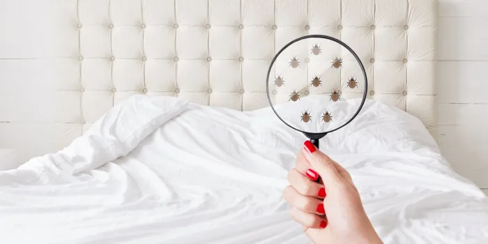 insanitation concept woman holds lens, shows there are bugs in bedclothes, detects bad insects demonstrates dirty conditions dirtiness, unhygienic conditions and uncleanness