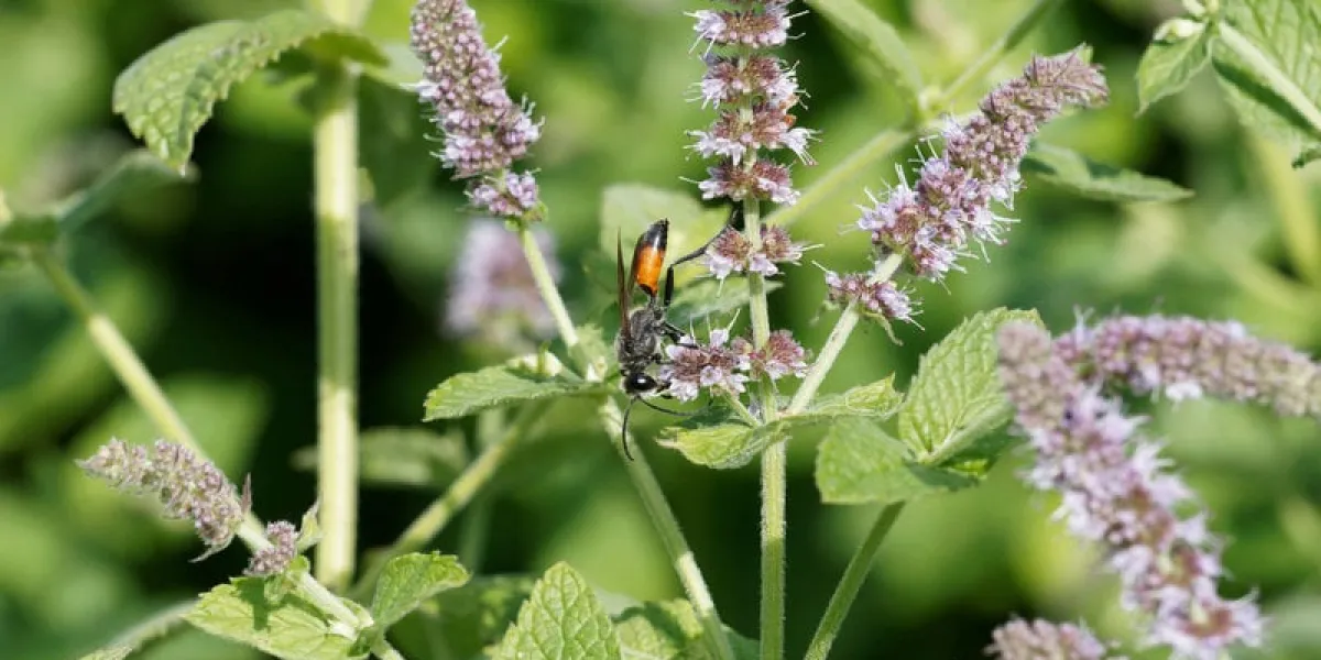 prionyx lividocinctus - guêpe noire ou guêpe tigre butinant su