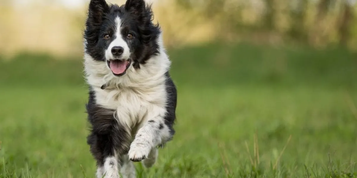 elder but busy border collie running towards camera, with paw in the air and snout open