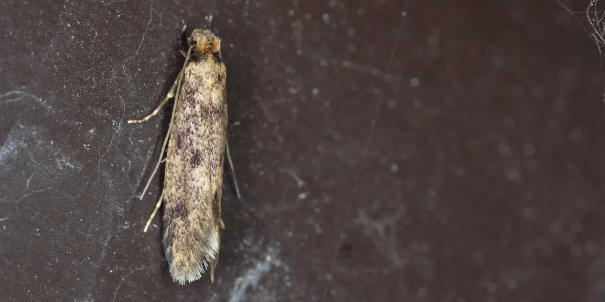 common clothes moth, webbing clothes moth, or simply clothing moth it is a pest of clothing in homes
