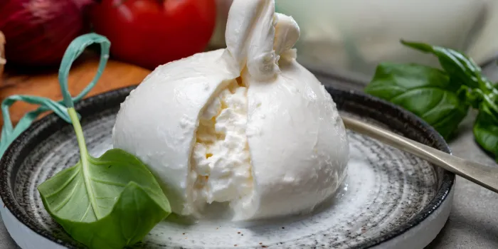 eating of fresh handmade soft italian cheese from puglia, white balls of burrata or burratina cheese made from mozzarella and cream filling close up