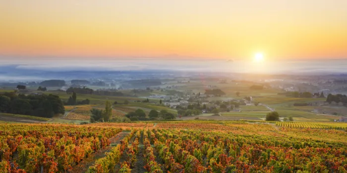 sunrise over vineyards of beaujolais during autumn season