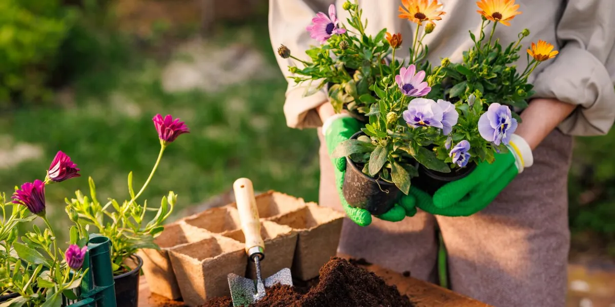 gardener plants flowers in the garden close-up, garden care, gardening concept