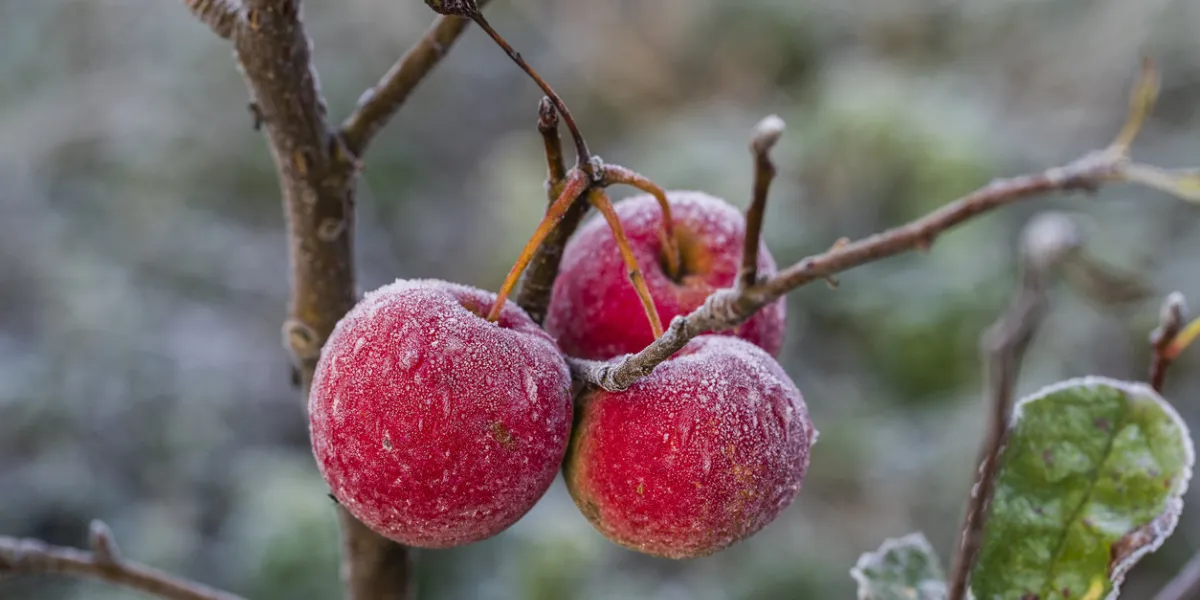 fresh red apples on tree in the first frost, close up red apples with hoarfrost after the first morning frost, ukraine