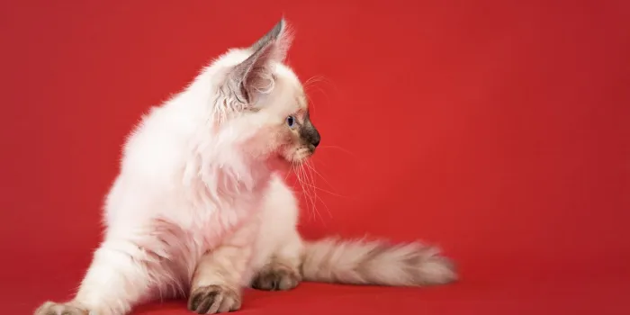 siberian forest kitten isolated on red background