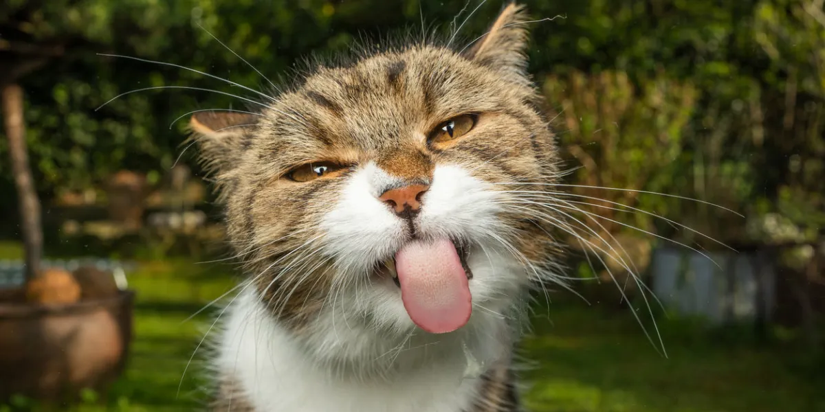 funny portrait of a tabby white cat licking window glass outdoors in the garden