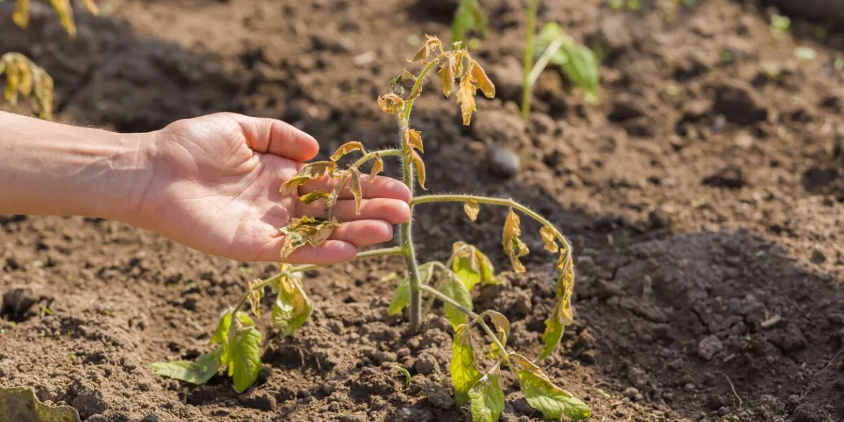 young adult woman hand showing damaged unprotected tomato plant after cold morning, day or night in greenhouse weather change effect result of careless closeup