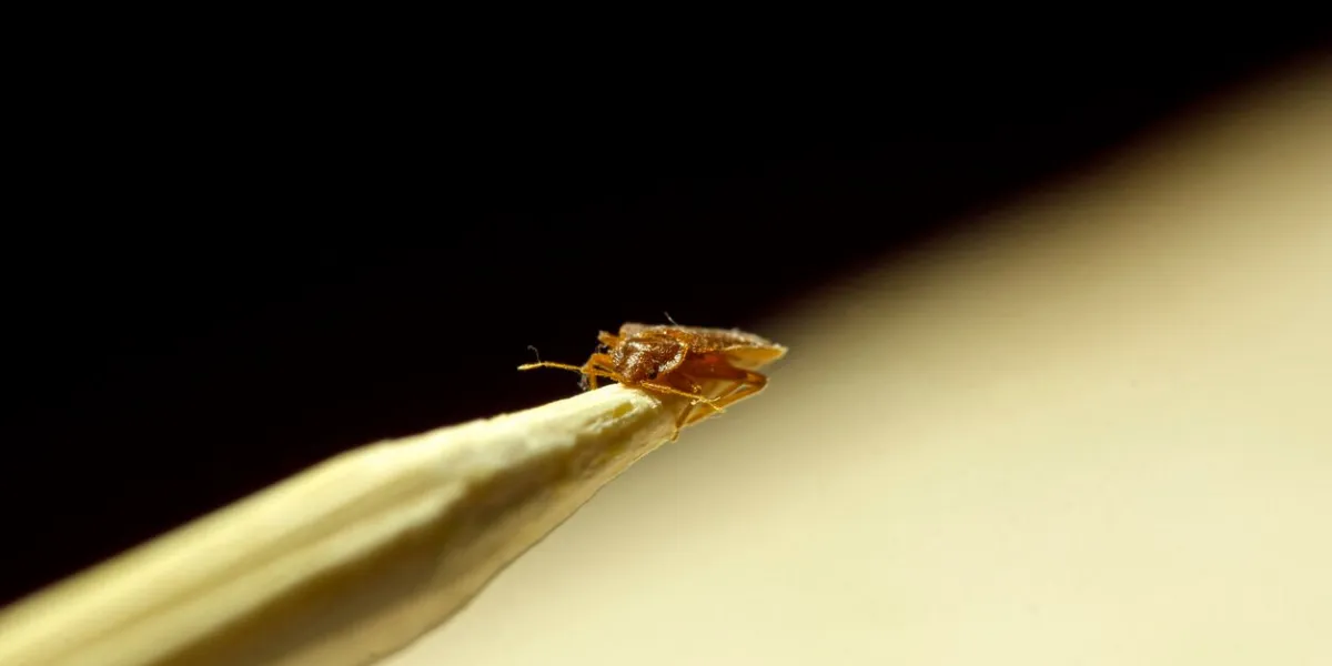 a macro photo of a bed bug on a stick