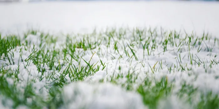 filtered moody green grass growing through snow on golf course in winter with bush in background, low angle view, copy space, hello spring, goodbye winter concept