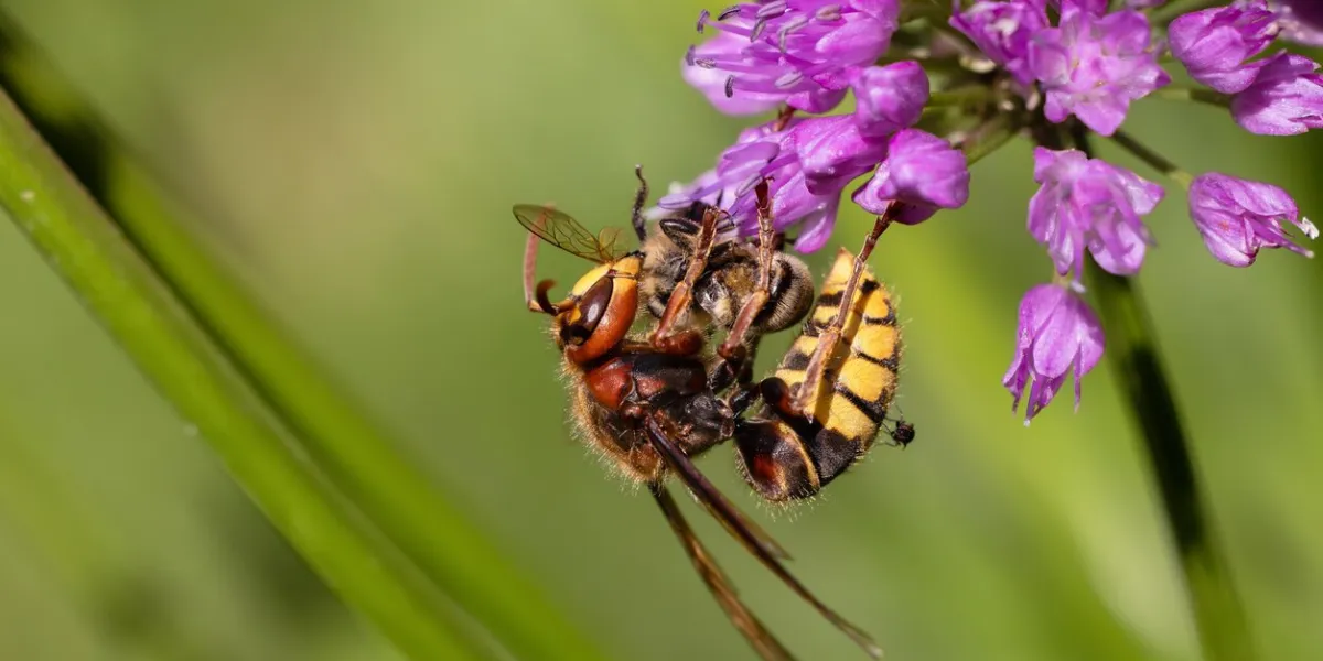 picture of a hornet hanging on an allium flower and eats a bee