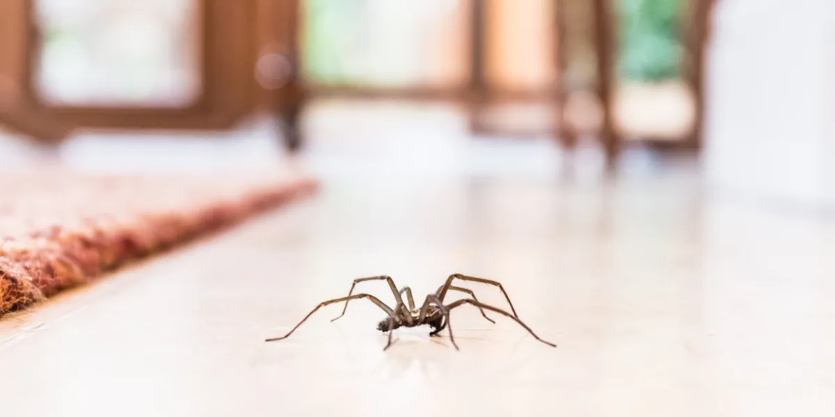 common house spider on a smooth tile floor seen from ground level in a kitchen in a residential home