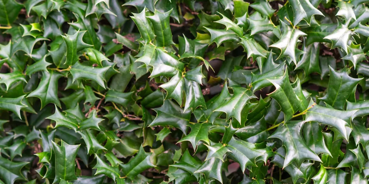 the texture of the leaves of ilex aquifolium growing in the garden
