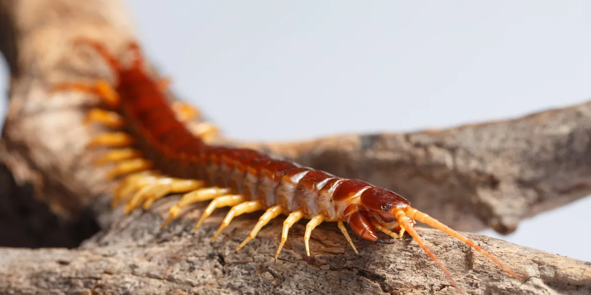 centipede climb on the branches