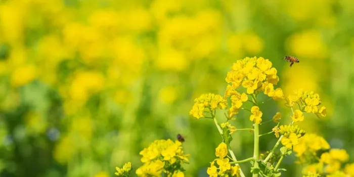 菜の花の蜜に誘われる蜜蜂