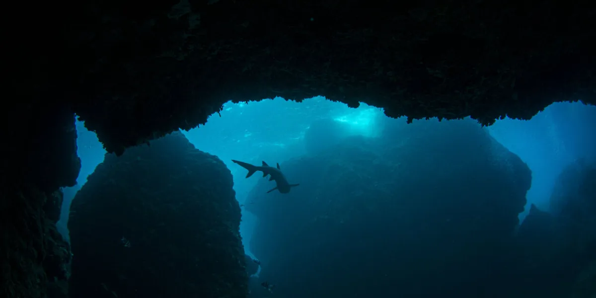 underwater cave on gato island in the philippines and a shark in a cave