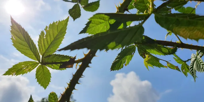 wild blackberry leaves and thorn canes, greenish silhouette against blue clouded sky with sunlight