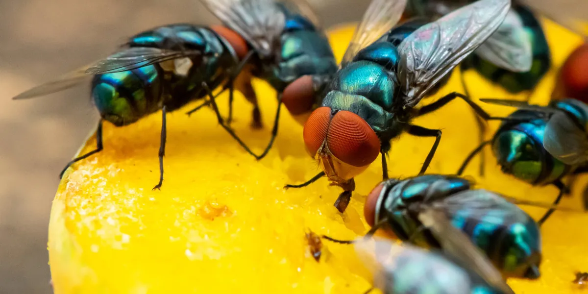 green houseflies feeding on ripe mango using their labellum to suck the meat