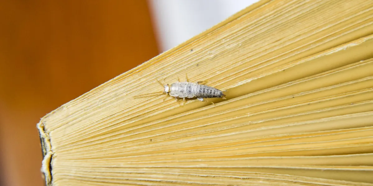 insect feeding on paper - silverfish pest books and newspapers silverfish at the end of the book