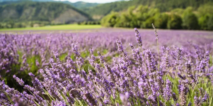 field of lavender in drome france with green hill backdrop beautiful summer landscape on a bright sunny day eco responsible sourcing of essential oils and makeup ingredients
