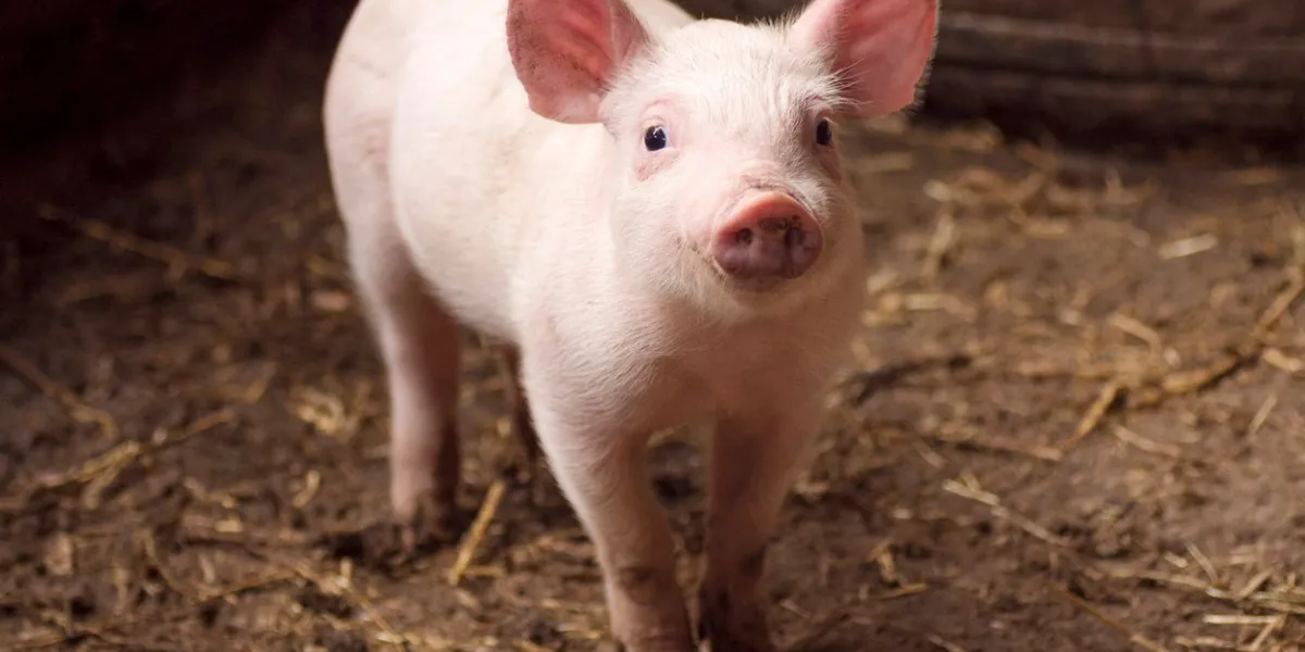 cute little pig or piglet is standing in pigpen, agricultural pig breeding concept
