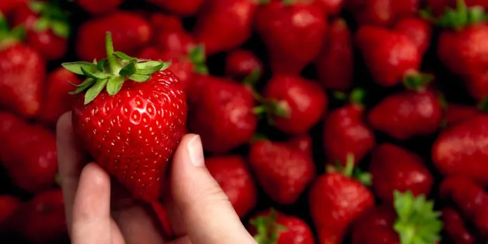 large red strawberry in hand close-up on blur background big selected juicy berry sweet farm harvest organic food market passion concept love ingredient vegetarian meal side view copy space
