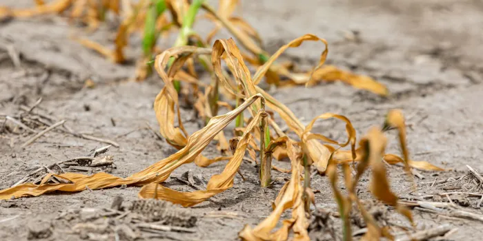 corn plants wilting and dead in cornfield herbicide damage, drought and hot weather concept