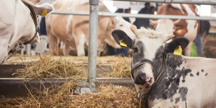 black and white cow lies in the hay in a barn
