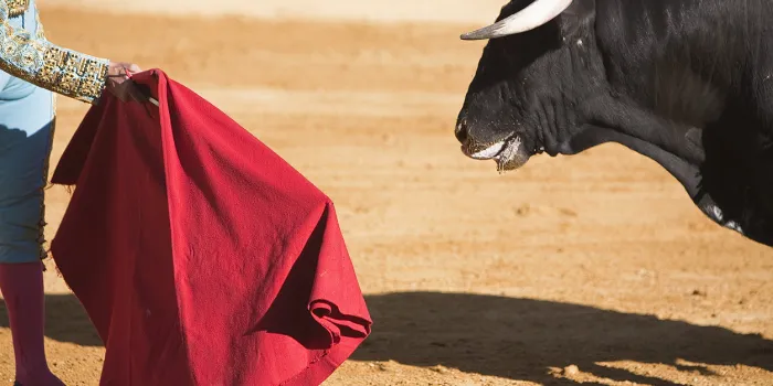 matador waving a red cape at a bull in a bullfight in spain